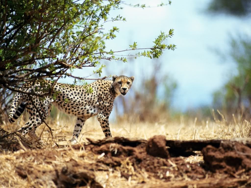 Leopard-hd-nature-wallpaper.jpg