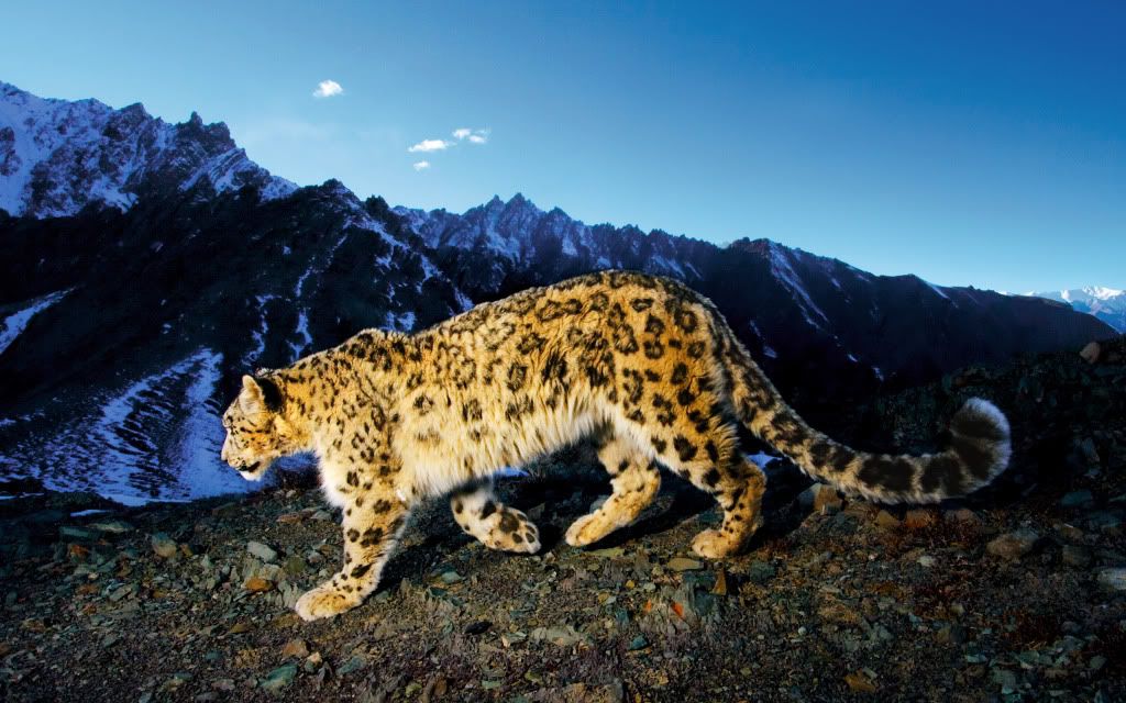 Leopard-mountain-hd-wallpaper.jpg