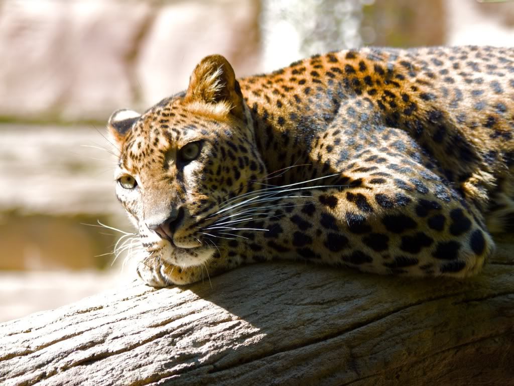 Leopard-tree-wallpaper.jpg