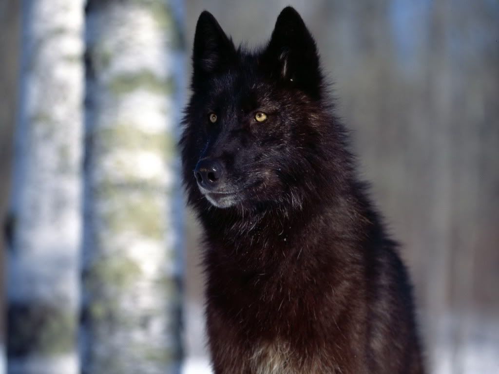 Wolf.jpg