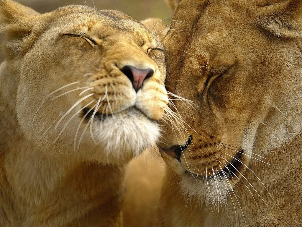 beautiful_lion_wallpaper.jpg