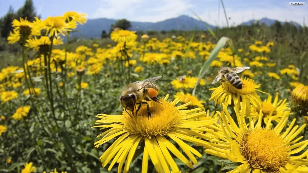 flower-bee-wallpaper.jpg