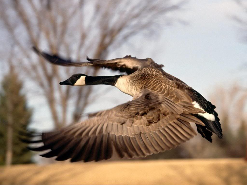 goose-fly-desktop-wallpaper.jpg