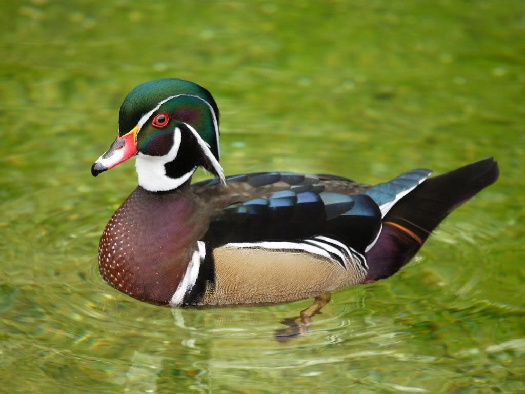 goose-free-wallpaper.jpg