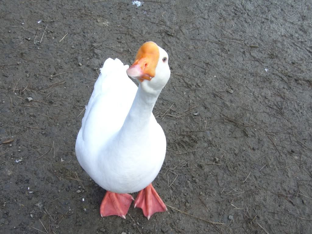 goose-funny-wallpaper.jpg