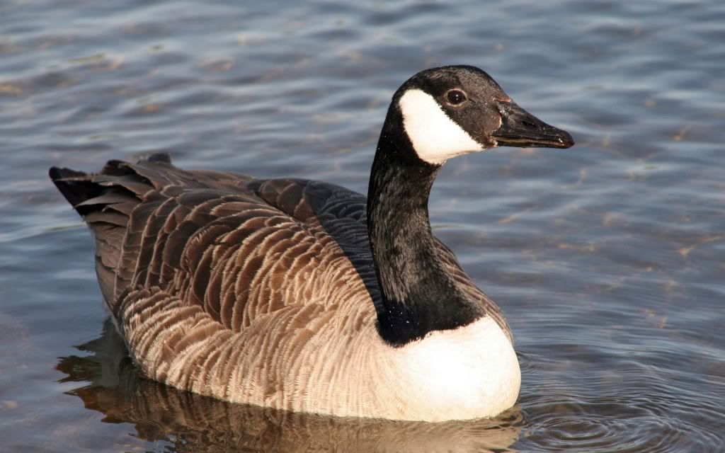 goose-sea-wallpaper.jpg