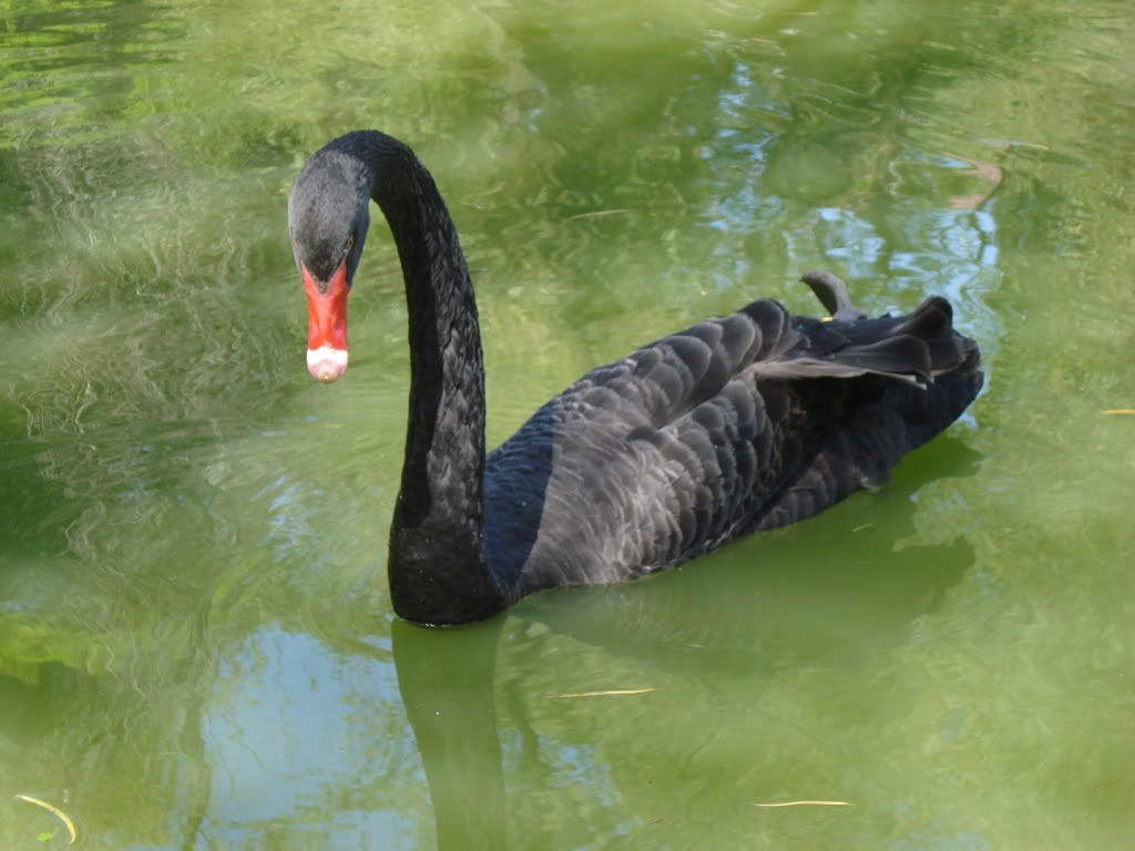 goose-wallpaper.jpg