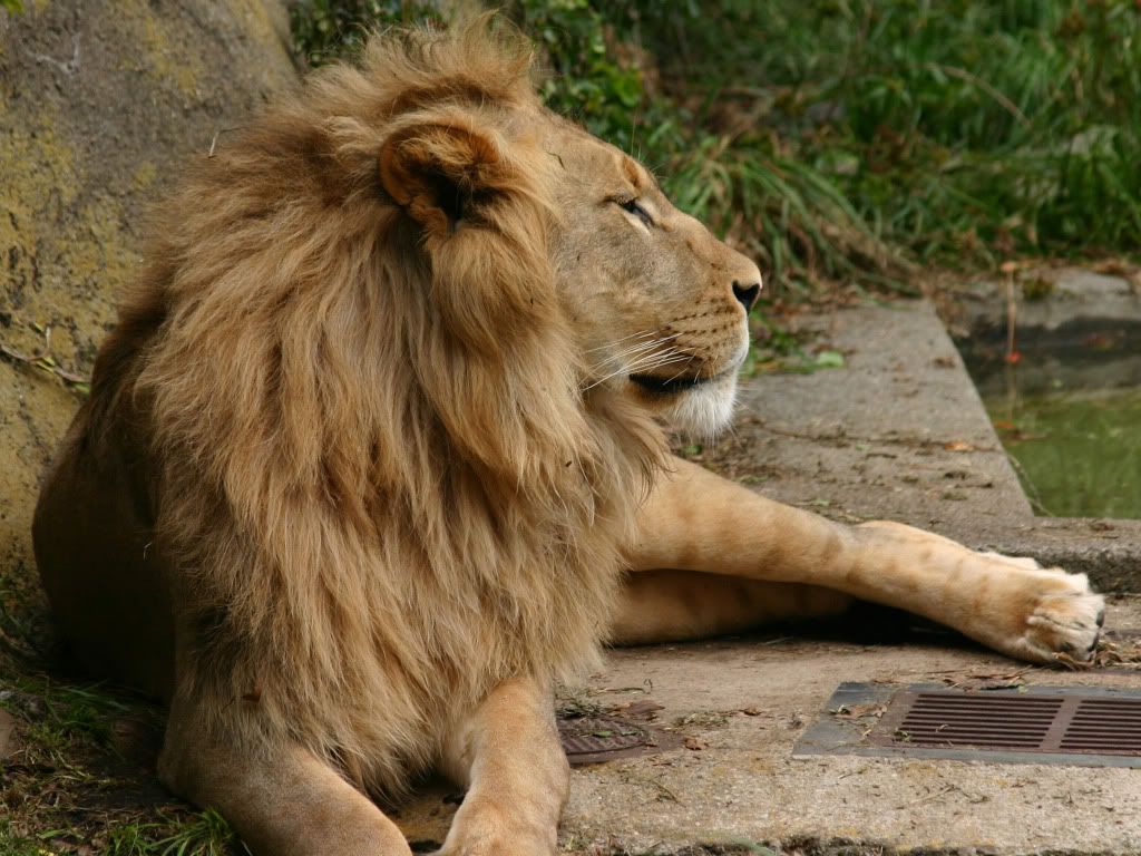 lion-at-zoo-wallpaper.jpg