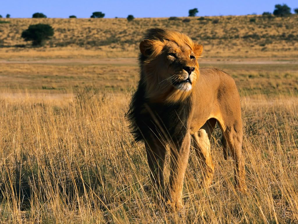 male-lion-wallpaper-1600x1200-0912033.jpg