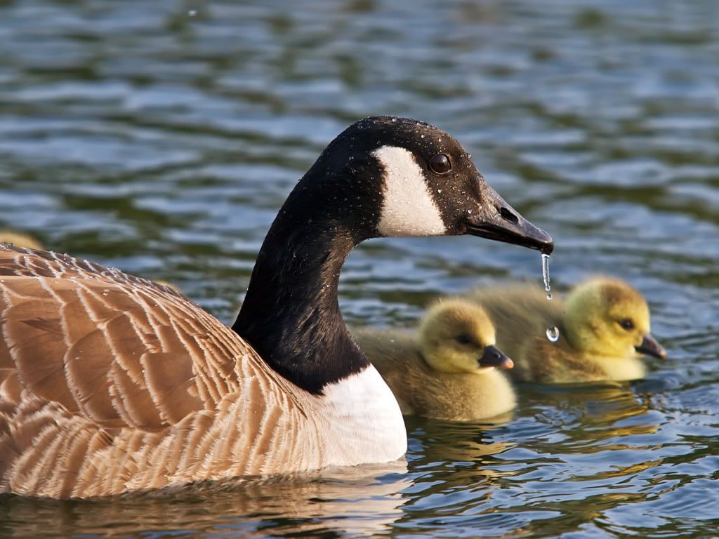 mother-goose-chicks-wallpaper.jpg