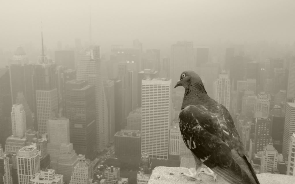 pigeon-desktop-wallpaper.jpg