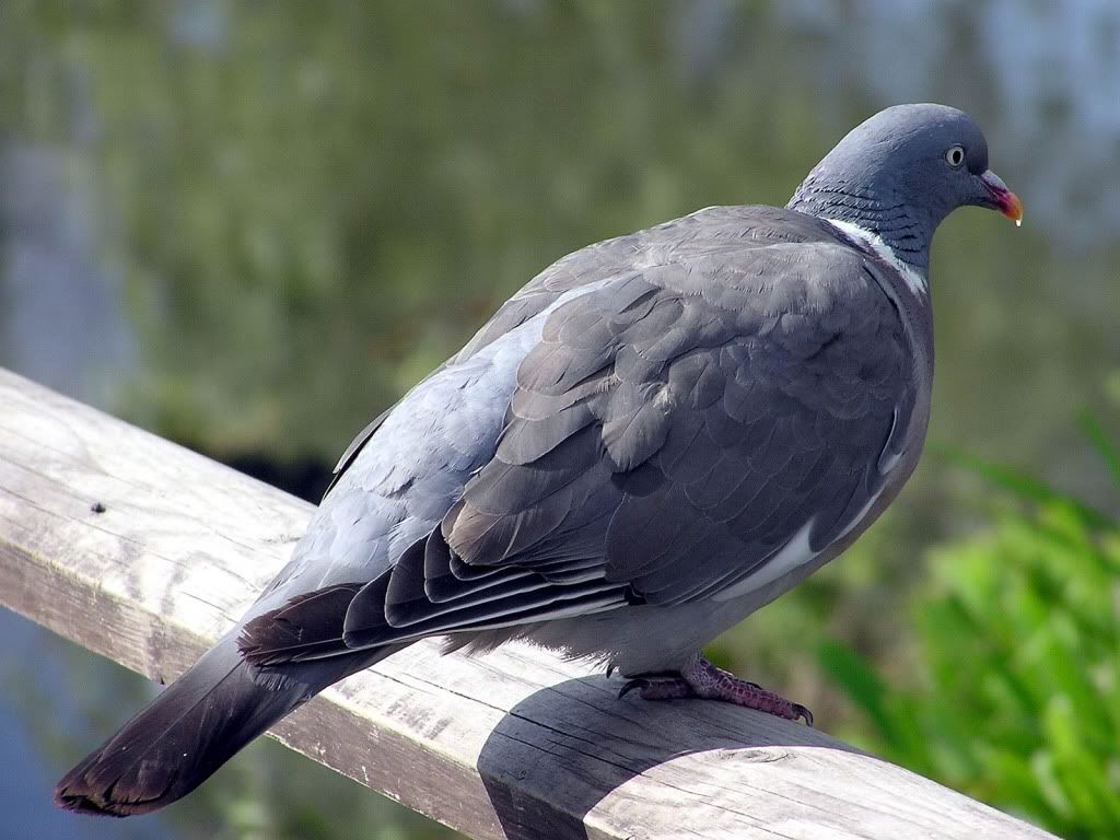 pigeon-free-wallpaper.jpg