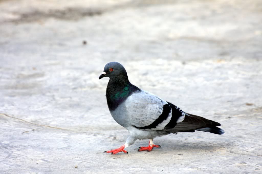 pigeon-hd-wallpaper.jpg