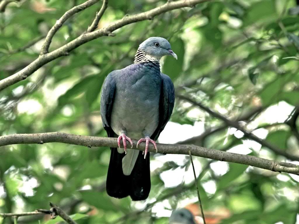 pigeon-wallpaper.jpg