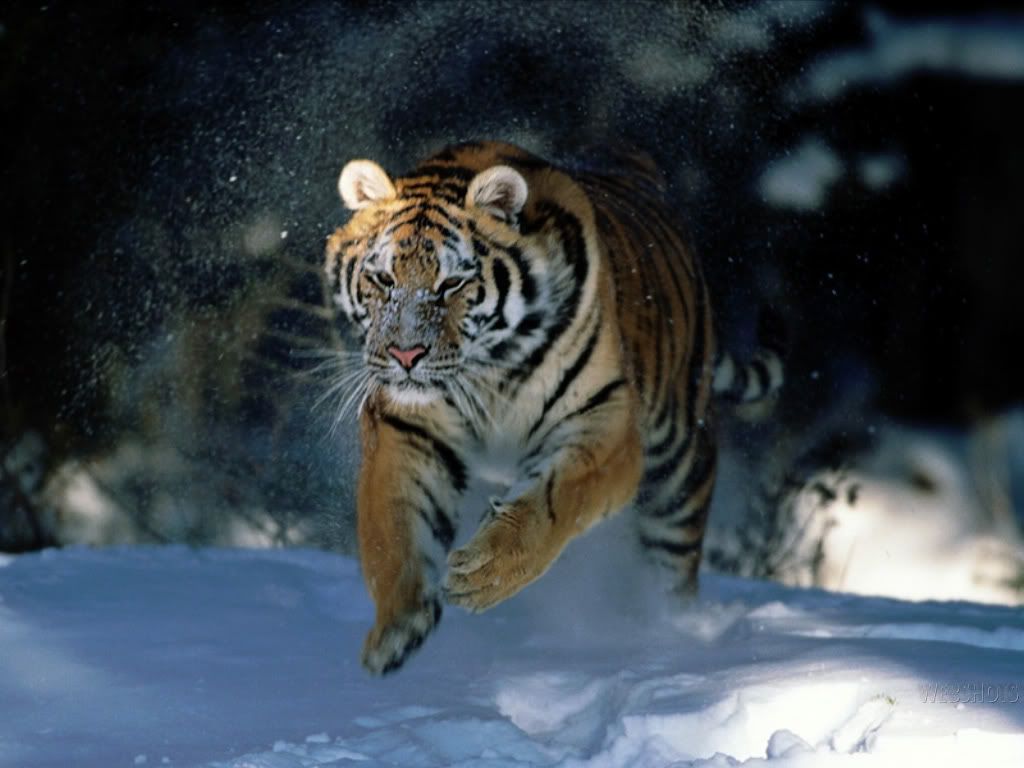 siberian-tiger-wallpaper.jpg
