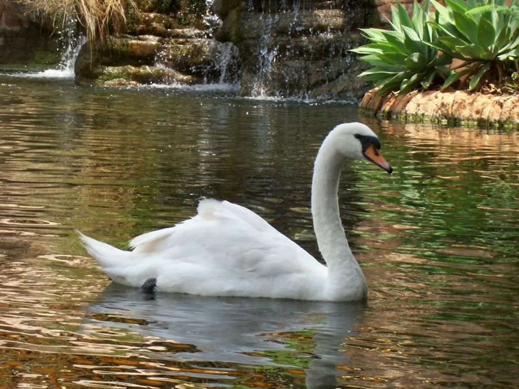 swan-desktop-wallpaper.jpg