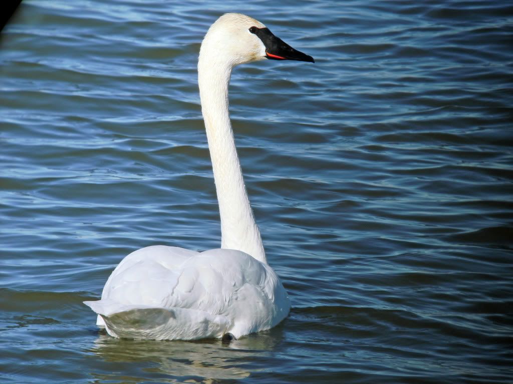 swan-hd-wallpaper.jpg