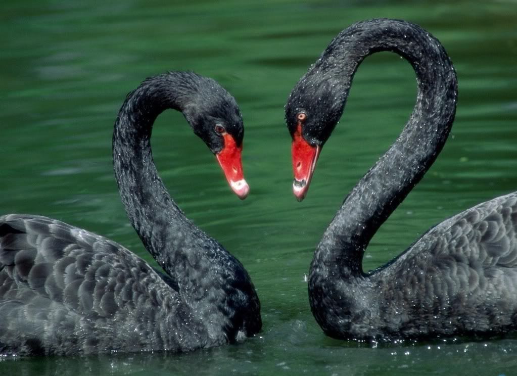 swan-love-wallpaper.jpg