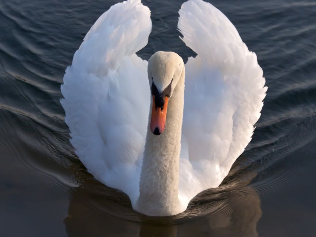 swan-on-lake-wallpaper.jpg