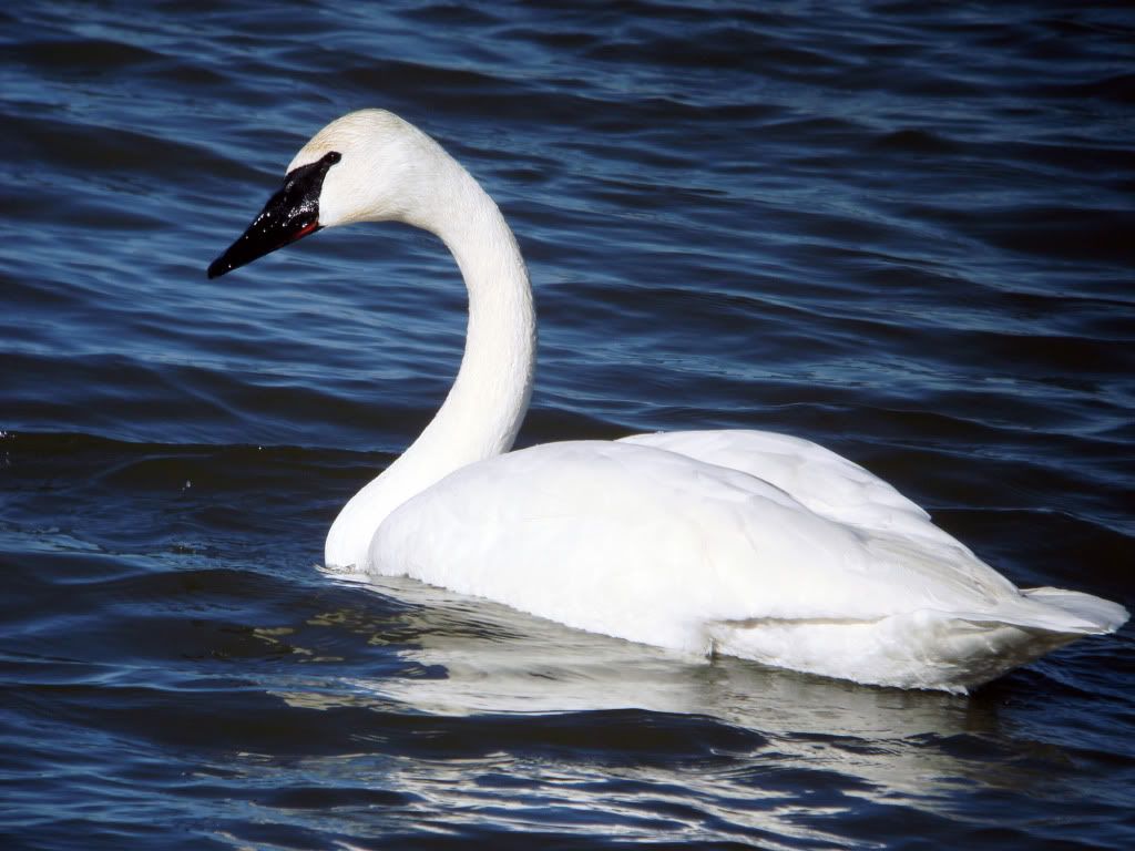 swan-sea-wallpaper.jpg