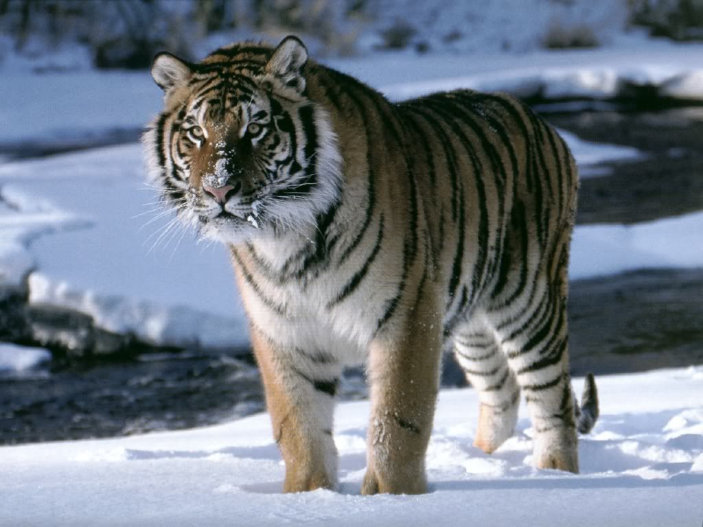 tiger_10.jpg