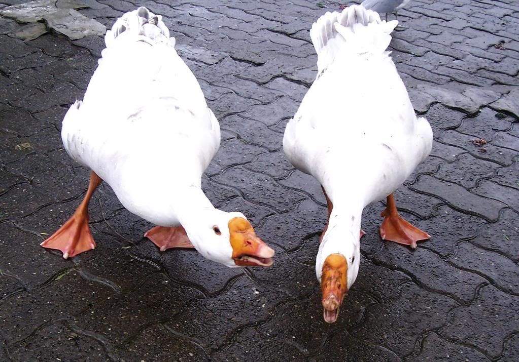 two-goose-desktop-wallpaper.jpg