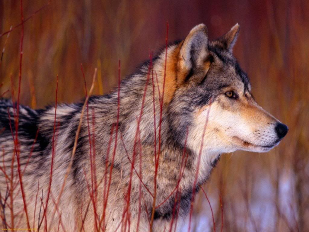 wolf-best-wallpaper.jpg
