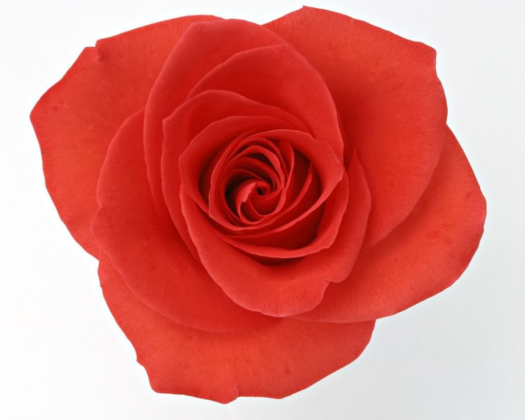 12800rose0024hl.jpg