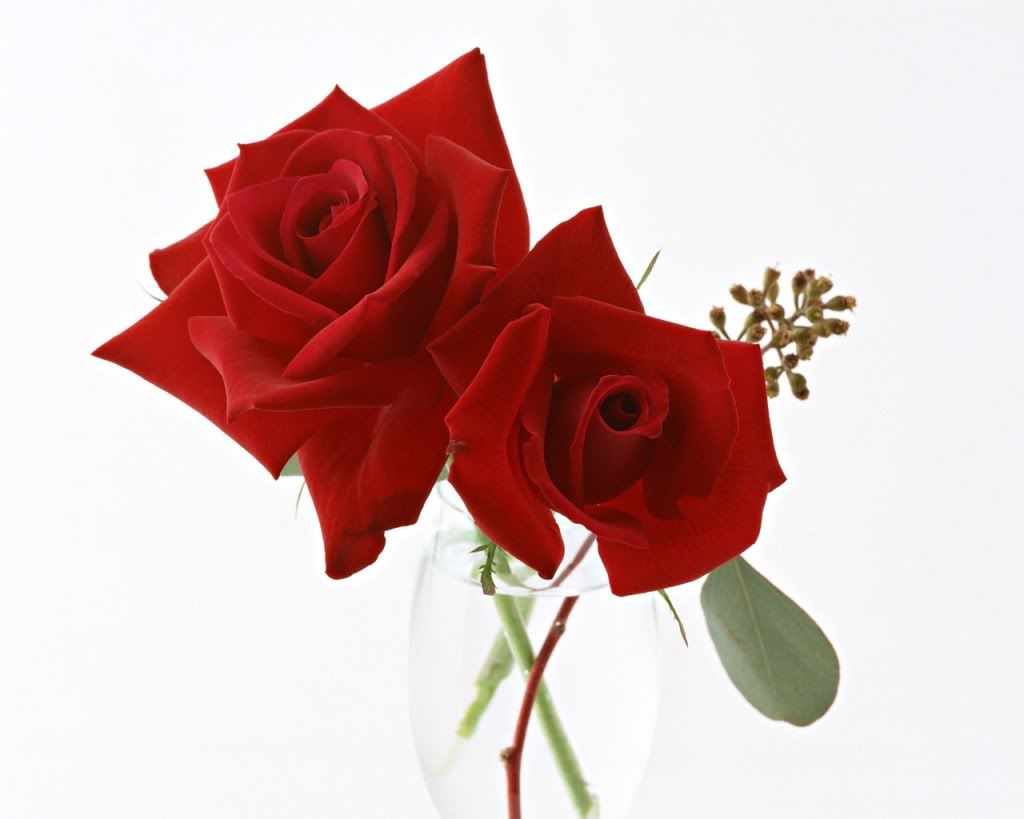 12800rose0042oo.jpg