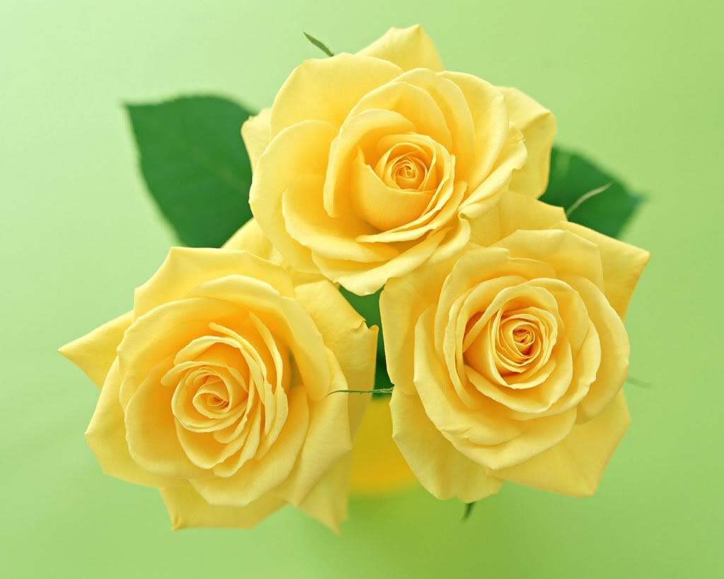 12800rose0058hz.jpg