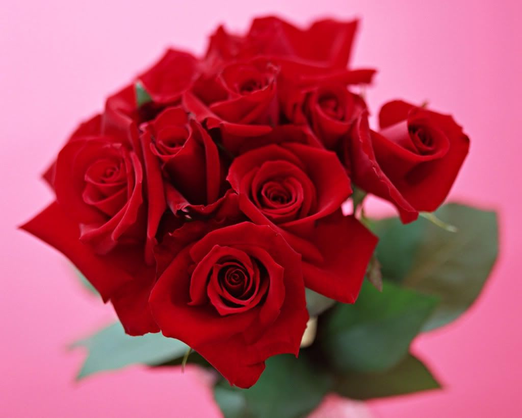 12800rose0069wc.jpg