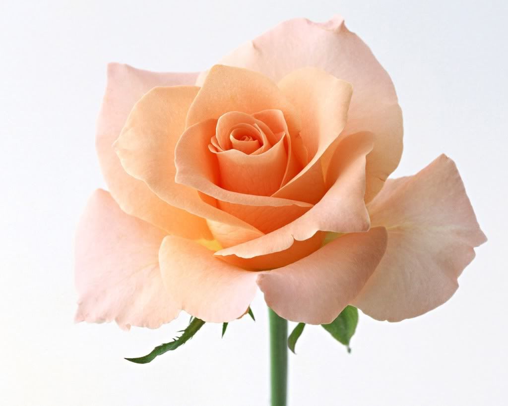 12800rose0080mf.jpg