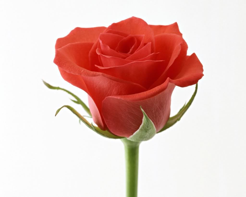 12800rose0091pc.jpg