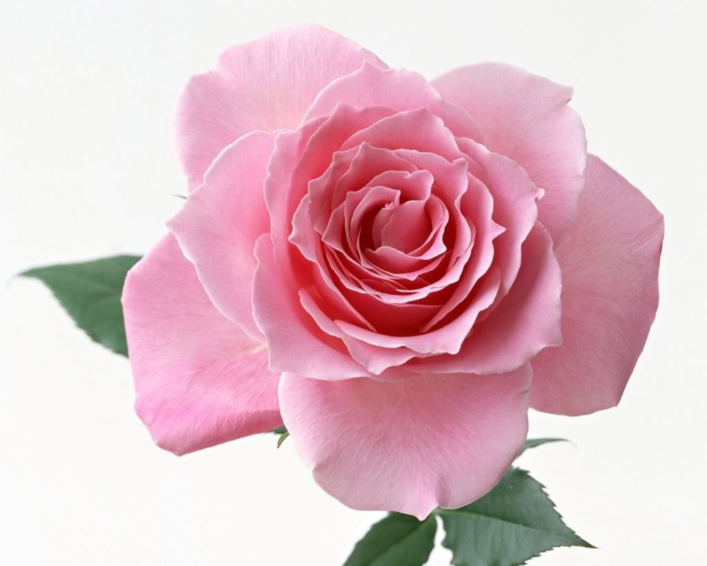 12800rose0117qu.jpg