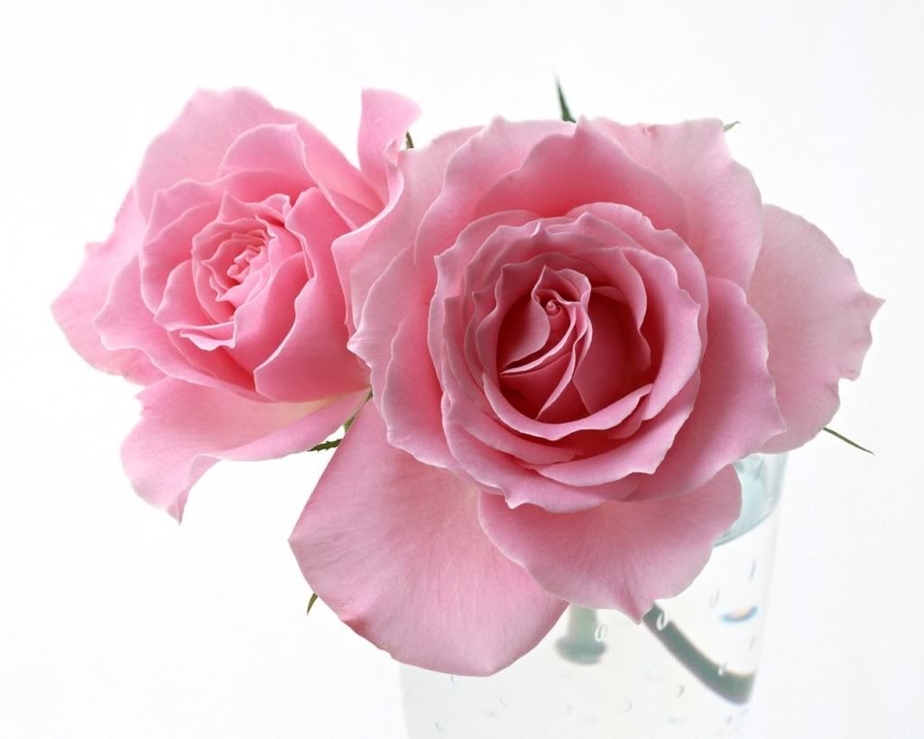 12800rose0121by.jpg