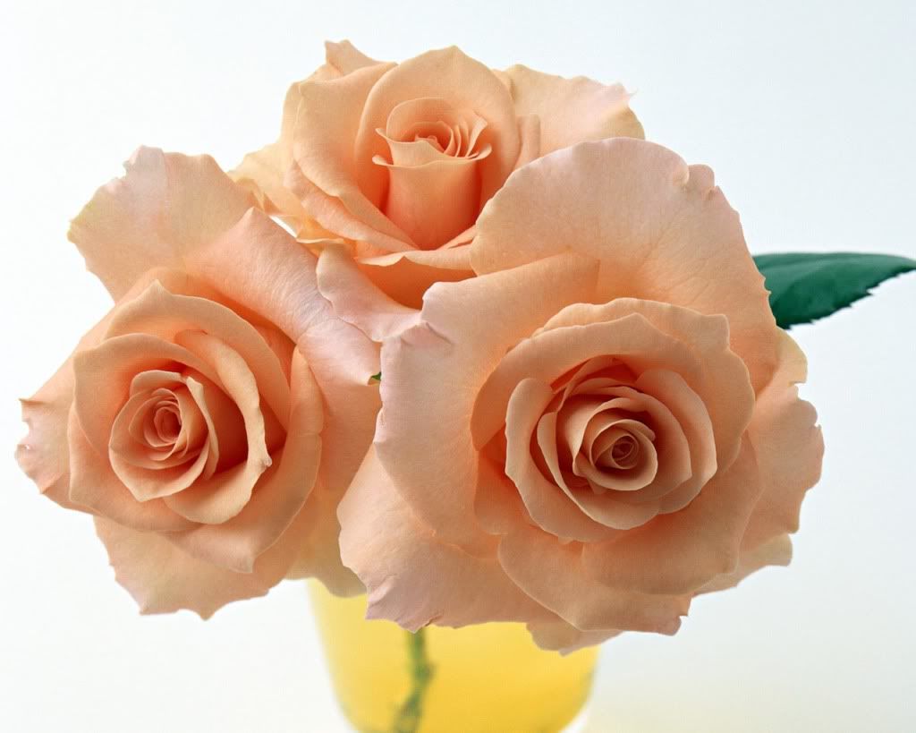 12800rose0133as.jpg