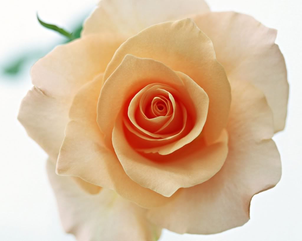 12800rose0148ey.jpg