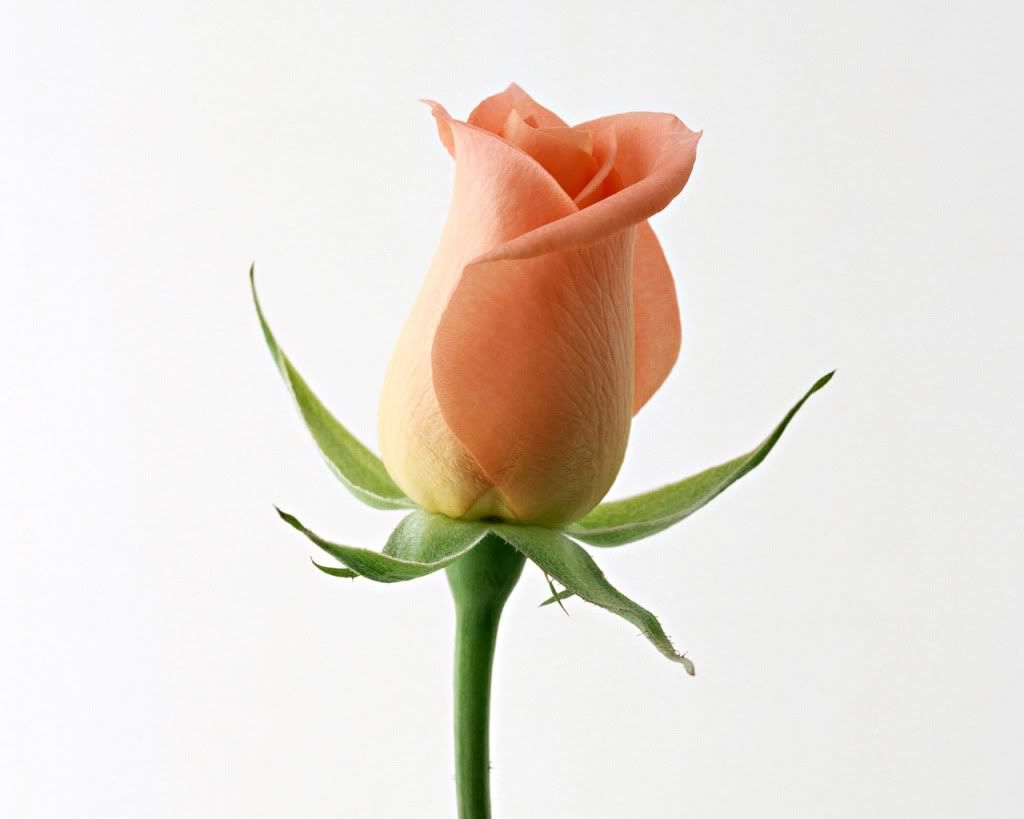 12800rose0175qn.jpg