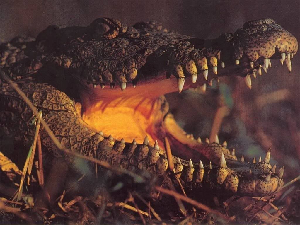 crocodile_5.jpg