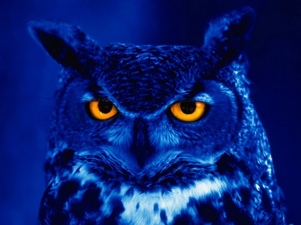 night_owl.jpg