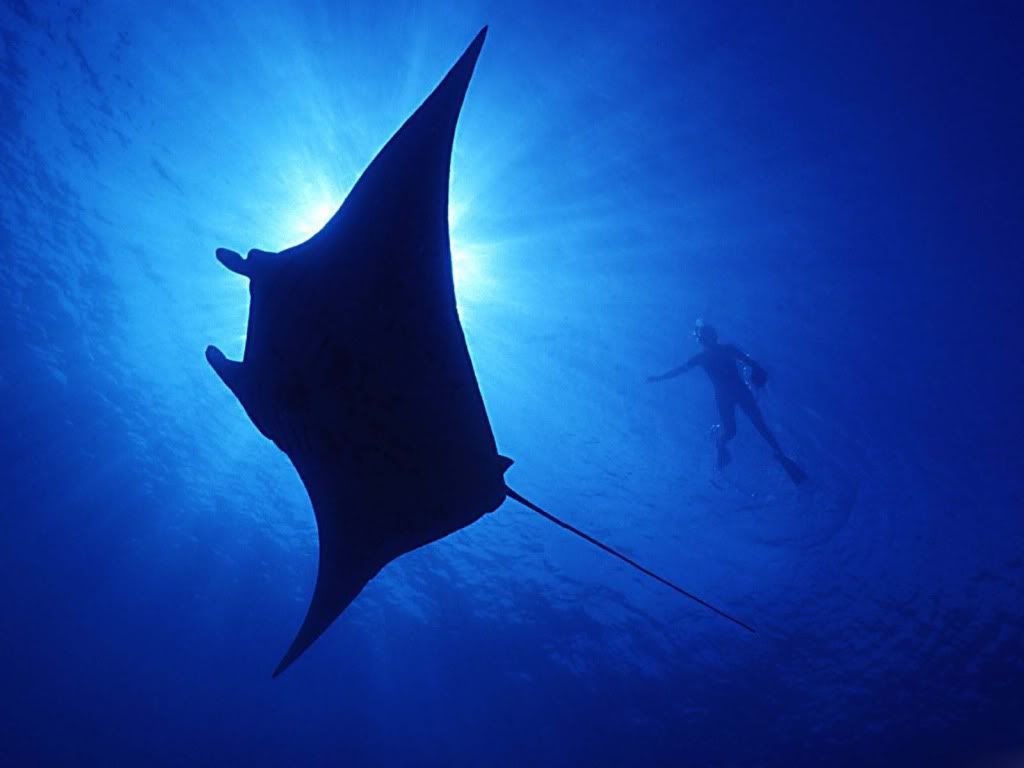 underwater-wallpaper-3.jpg