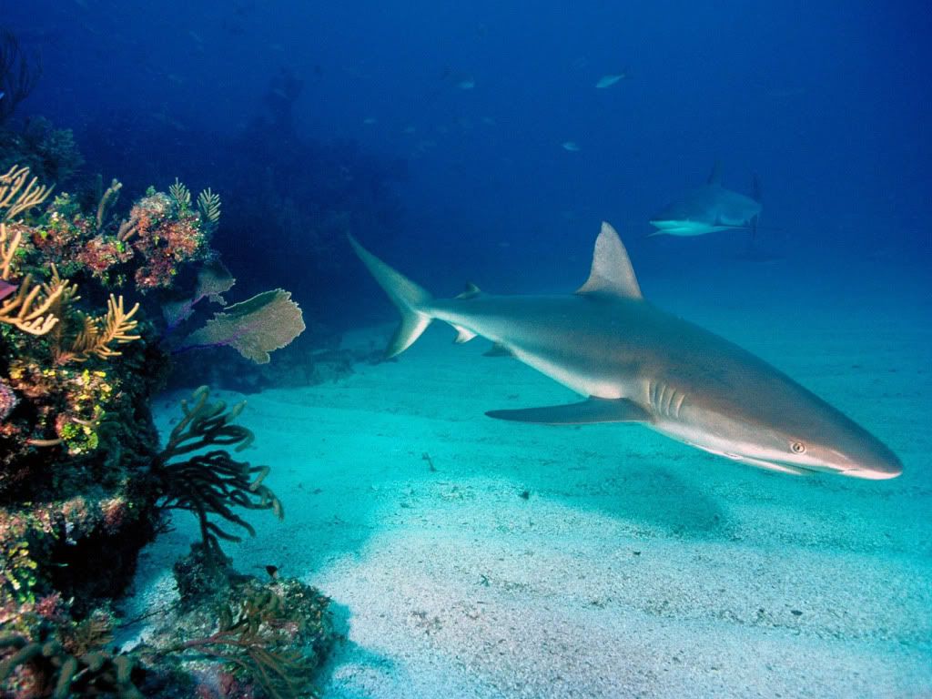underwater-wallpaper-7.jpg