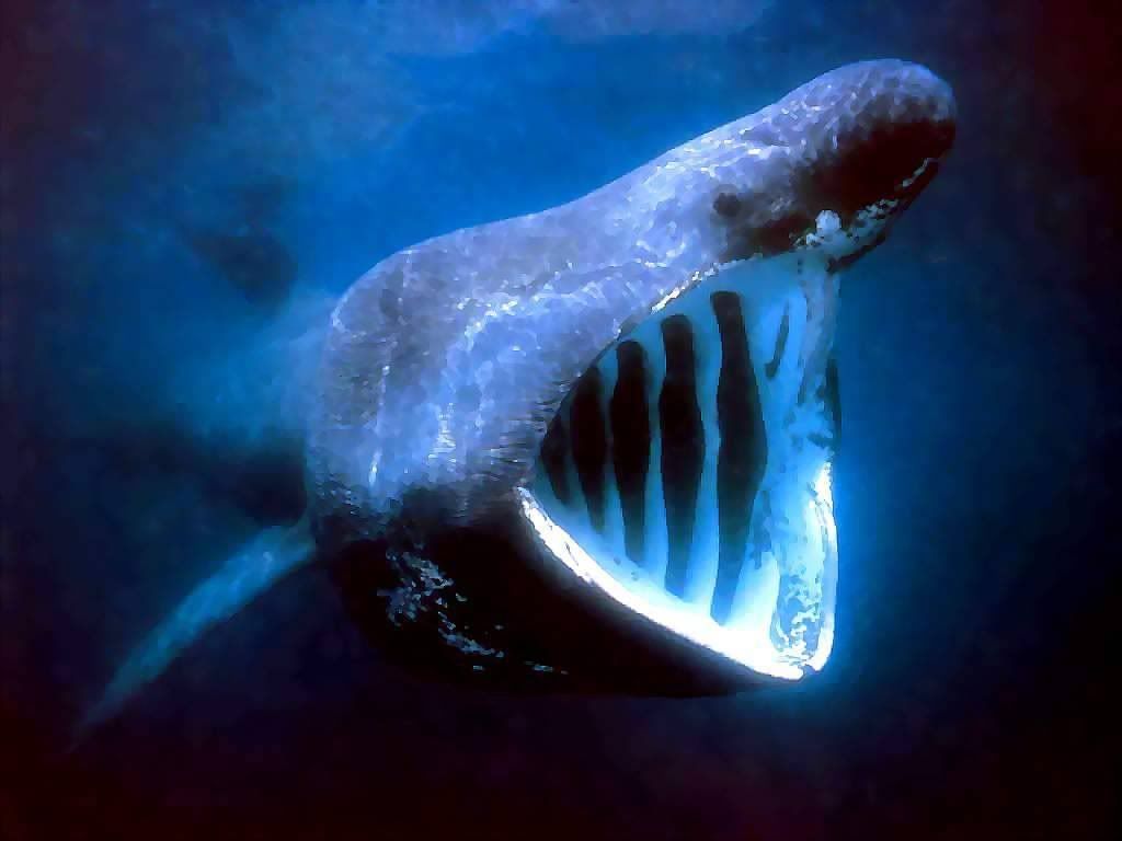 whale_8.jpg