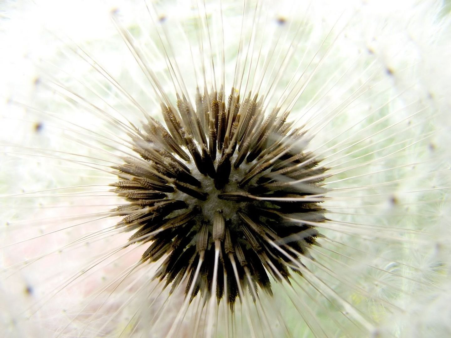 428cca65.jpg