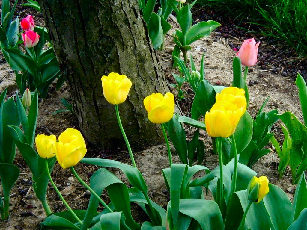 Flowers-158wwwmyWallpaperscom-1024x768.jpg