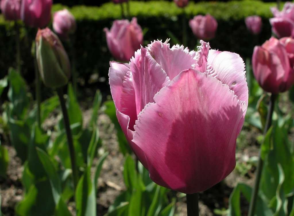 Flowers-160wwwmyWallpaperscom-1024x768.jpg