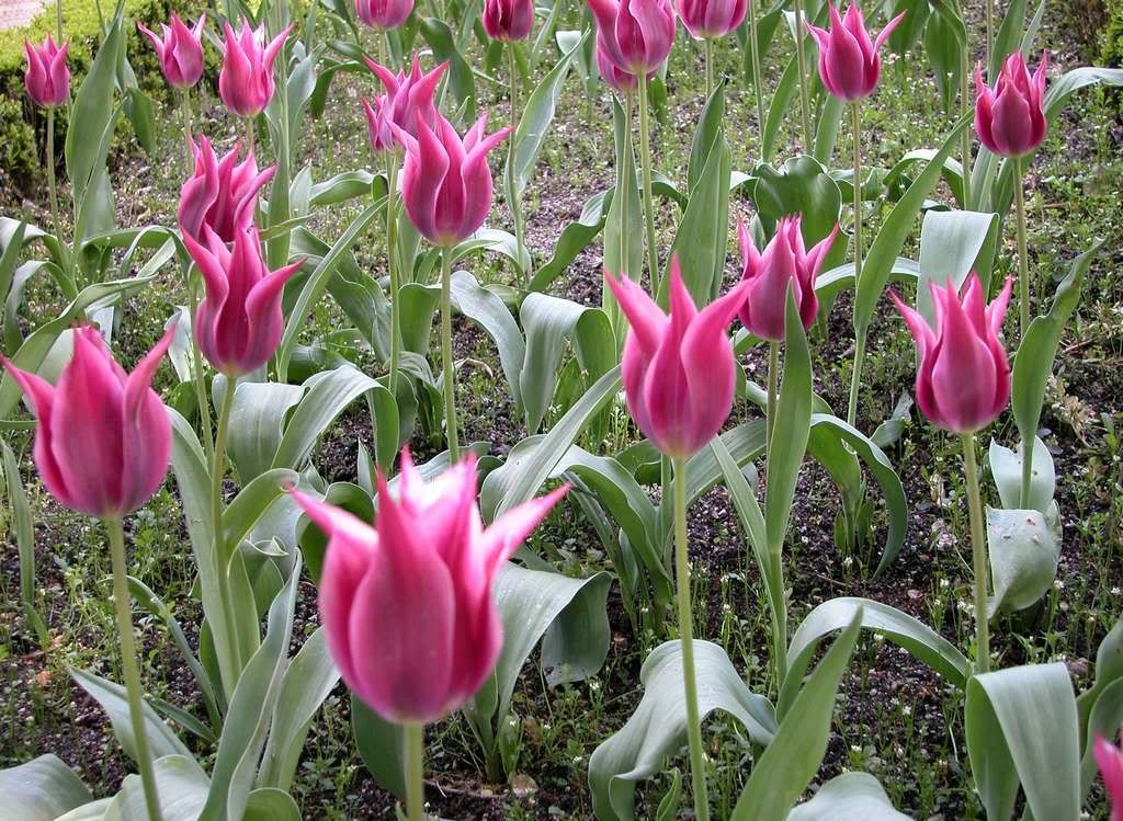Flowers-161wwwmyWallpaperscom-1024x768.jpg