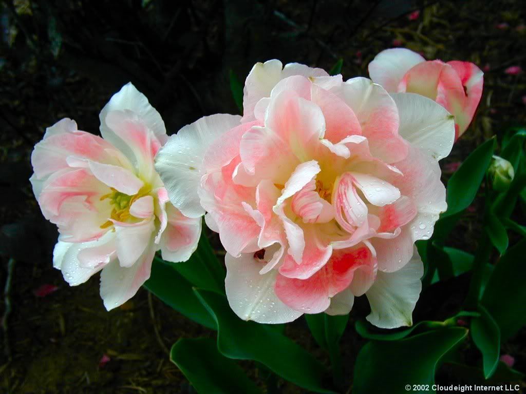 Flowers-162wwwmyWallpaperscom-1024x768.jpg