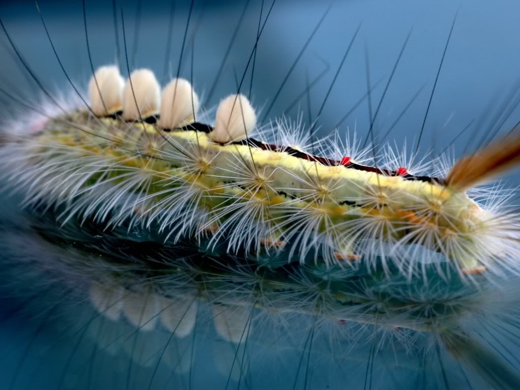 animal_0009.jpg