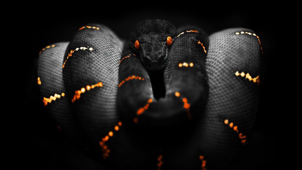 Black20Snake.jpg